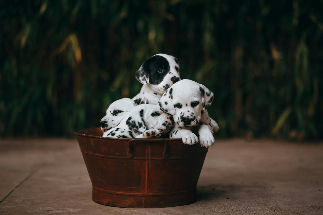 Pets Are Amazing