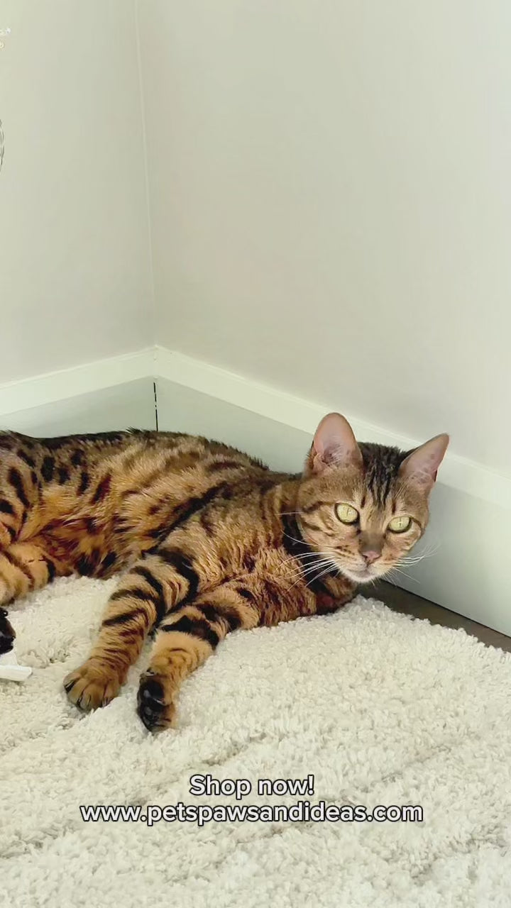 Calming Pet Hut